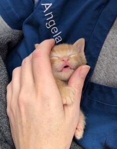 Picture tiny kitten