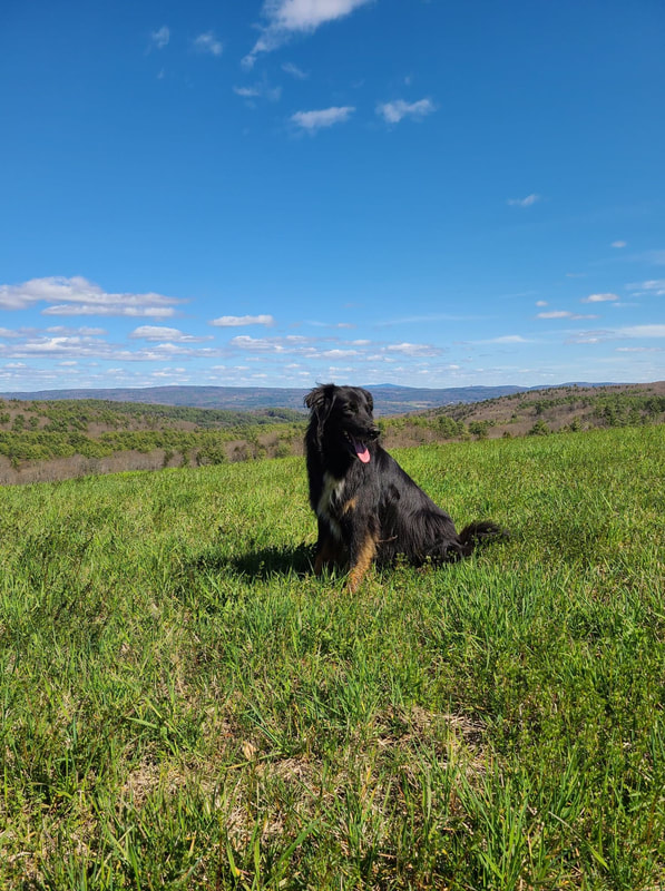 Dog in a field