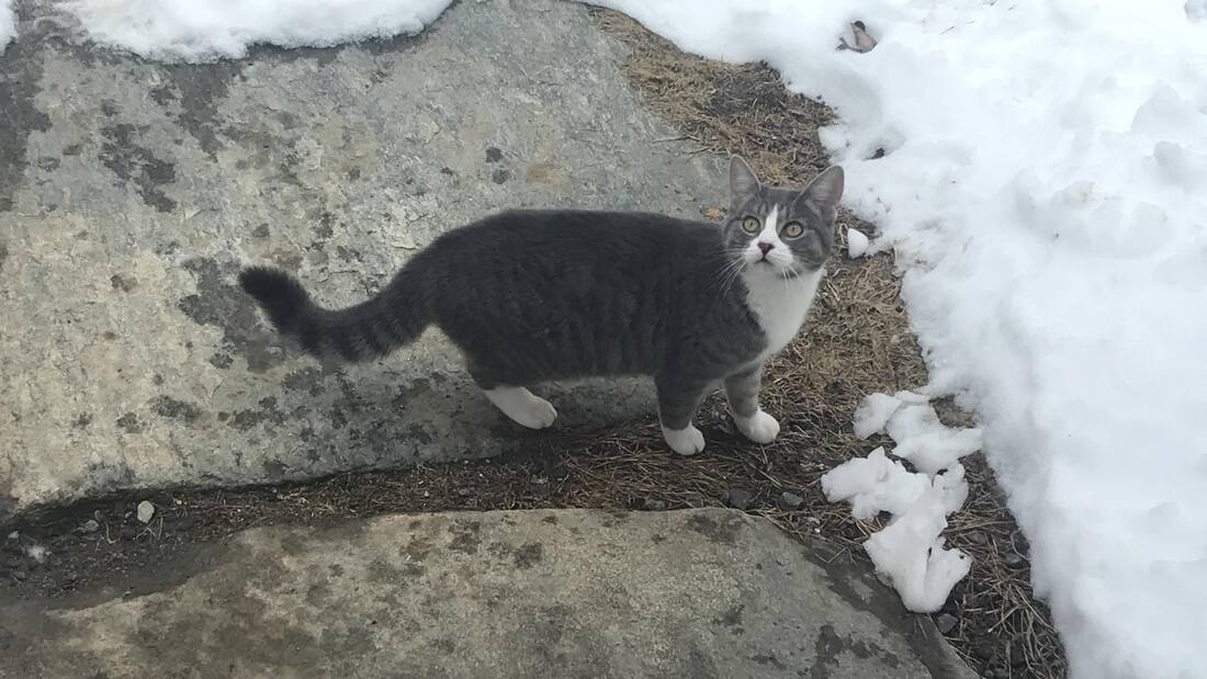 cat and snow