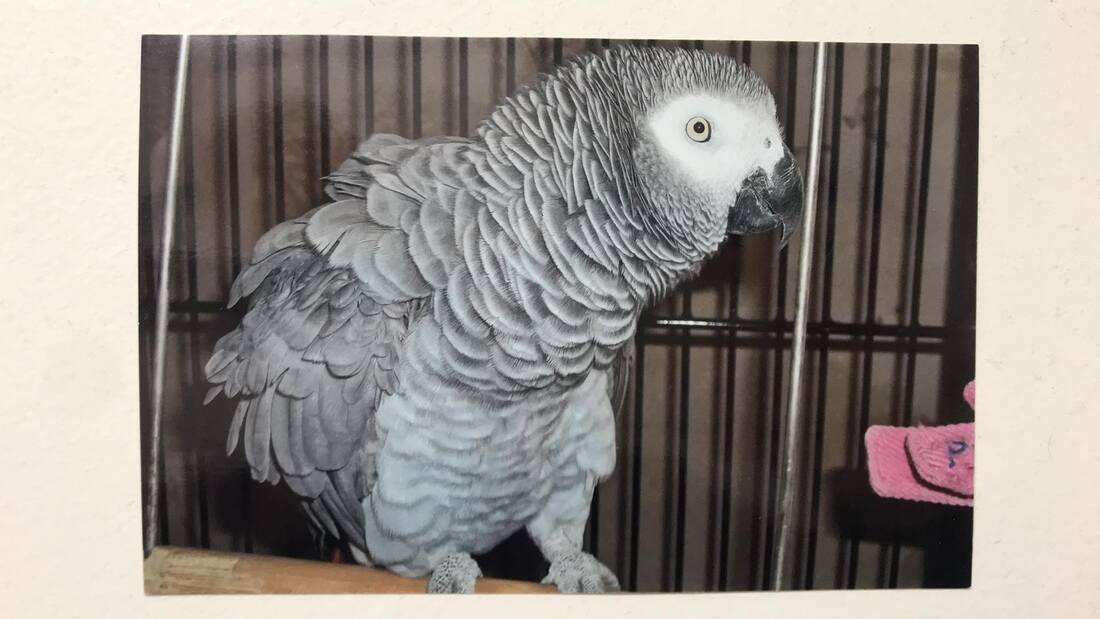 Picture grey parrot
