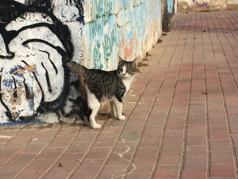 Cat and sidewalk